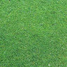 Bentgrass Sod Luminary Creeping Bentgrass (per sq. ft.)