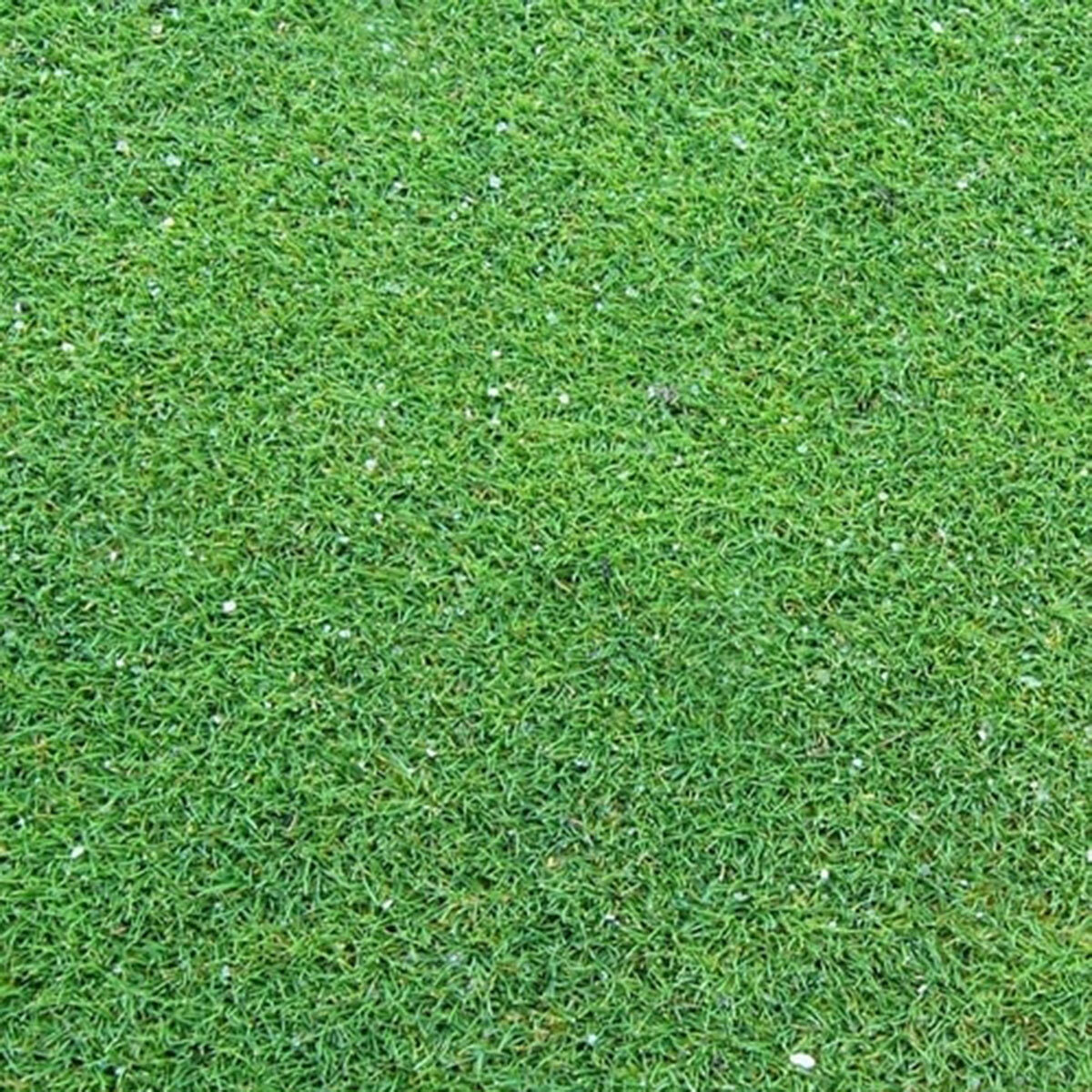 Bentgrass Sod Luminary Creeping Bentgrass (per sq. ft.) | SiteOne US