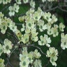 Cornus Florida Appalachian Spring Dogwood 2.5 in. Caliper Ball and Burlap