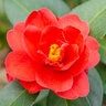 Camellia japonica Freedom Bell Camellia 3 gal. Container