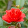 Camellia japonica Freedom Bell Camellia 3 gal. Container