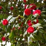 Camellia japonica Freedom Bell Camellia 3 gal. Container