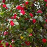 Camellia japonica Freedom Bell Camellia 3 gal. Container