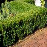 Buxus Microphylla var. Japonica Winter Gem Korean Boxwood 36 in. Height Ball and Burlap