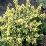 Ilex Crenata Drops of Gold Japanese Holly 3 gal. Container