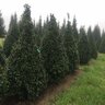 Ilex x Homefire Holly 9 ft. Height Ball and Burlap