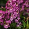 Angelonia Angustifolia Serenita Raspberry Summer Snapdragon SP4 Container