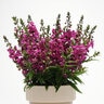 Angelonia Angustifolia Serenita Raspberry Summer Snapdragon SP4 Container