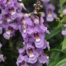Angelonia Angustifolia Serenita Sky Blue Summer Snapdragon