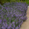 Angelonia Angustifolia Serenita Sky Blue Summer Snapdragon