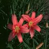 Hemerocallis X Pink Damask Daylily