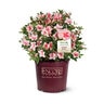 Rhododendron X Robleo Autumn Belle Encore Azalea 3 gal. Container