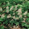 Tiarella Cordifolia Oakleaf Foam Flower