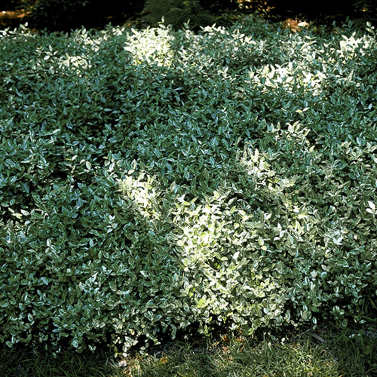 Trachelospermum Asiaticum Variegatum Asiatic Jasmine | SiteOne