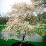 Amelanchier Canadensis Shadblow Serviceberry 10 gal. Container