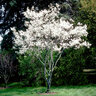 Amelanchier Canadensis Shadblow Serviceberry Tree Form Multi Stem 15 gal. Container