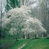 Amelanchier Canadensis Shadblow Serviceberry Tree Form Multi Stem 15 gal. Container