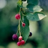 Amelanchier Canadensis Shadblow Serviceberry Tree Form Multi Stem 15 gal. Container
