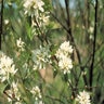 Amelanchier Canadensis Shadblow Serviceberry Tree Form Multi Stem 15 gal. Container