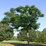 Gymnocladus Dioica Espresso Kentucky Coffeetree 20 gal. Container