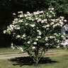 Hibiscus Syriacus Red Heart Rose of Sharon Tree Form Standard 10 gal. Container