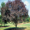 Prunus Cerasifera Newport Cherry Plum 20 gal. Container