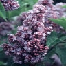 Syringa Vulgaris President Grevy French Lilac 15 gal. Container