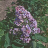 Syringa Vulgaris President Grevy French Lilac 15 gal. Container