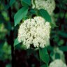 Viburnum Lentago Nannyberry Tree Form Standard 25-30 gal. Container