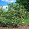 Viburnum Lentago Nannyberry Tree Form Standard 25-30 gal. Container