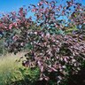 Viburnum Lentago Nannyberry Tree Form Standard 25-30 gal. Container