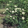 Viburnum Lentago Nannyberry Tree Form Standard 25-30 gal. Container