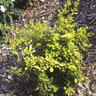 Berberis X Bailsel Golden Carousel Barberry 5 gal. Container