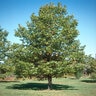 Quercus Robur English Oak 20 gal. Container