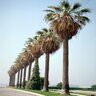 Washingtonia Filifera Desert Fan Palm 10 ft. Height