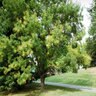 Styphnolobium (Sophora) Japonicum Japanese Pagoda Tree 25-30 gal. Container