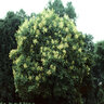 Styphnolobium (Sophora) Japonicum Japanese Pagoda Tree 25-30 gal. Container