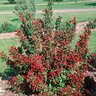 Weigela Florida Red Prince Weigela 2 gal. Container