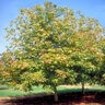 Acer Negundo Sensation Box Elder 7 gal. Container