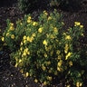 Potentilla Fruticosa Dakota Sunrise Shrubby Cinquefoil 3 gal. Container