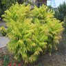 Rhus Typhina Tiger Eyes First Editions Cut-Leaf Staghorn Sumac 2 gal. Container