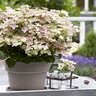Hydrangea Paniculata Early Evolution