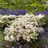 Hydrangea Paniculata Early Evolution