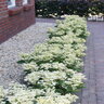 Hydrangea Paniculata Early Evolution