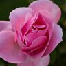 Rosa X Queen Elizabeth Hybrid Tea Rose 3 gal. Container