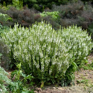 Salvia nemorosa White Profusion Proven Winners Woodland Sage True 1 gal. (3.79 L) Container