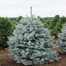 Picea Pungens Blue Select Colorado Spruce 6 ft. Height Ball and Burlap