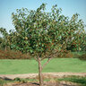 Malus X Dolgo Crabapple 2.5 in. Caliper Ball and Burlap
