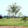 Malus X Dolgo Crabapple 2.5 in. Caliper Ball and Burlap