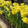 Narcissus Bulb Trumpet Dutch Master Daffodil 250 Count Crate